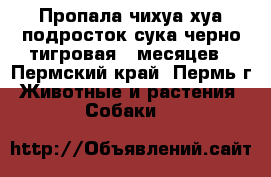 Пропала чихуа-хуа подросток сука черно тигровая 6 месяцев - Пермский край, Пермь г. Животные и растения » Собаки   